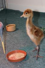 Green Yellow Black - 12th May 2014 Green Yellow Black - 12th May 2014